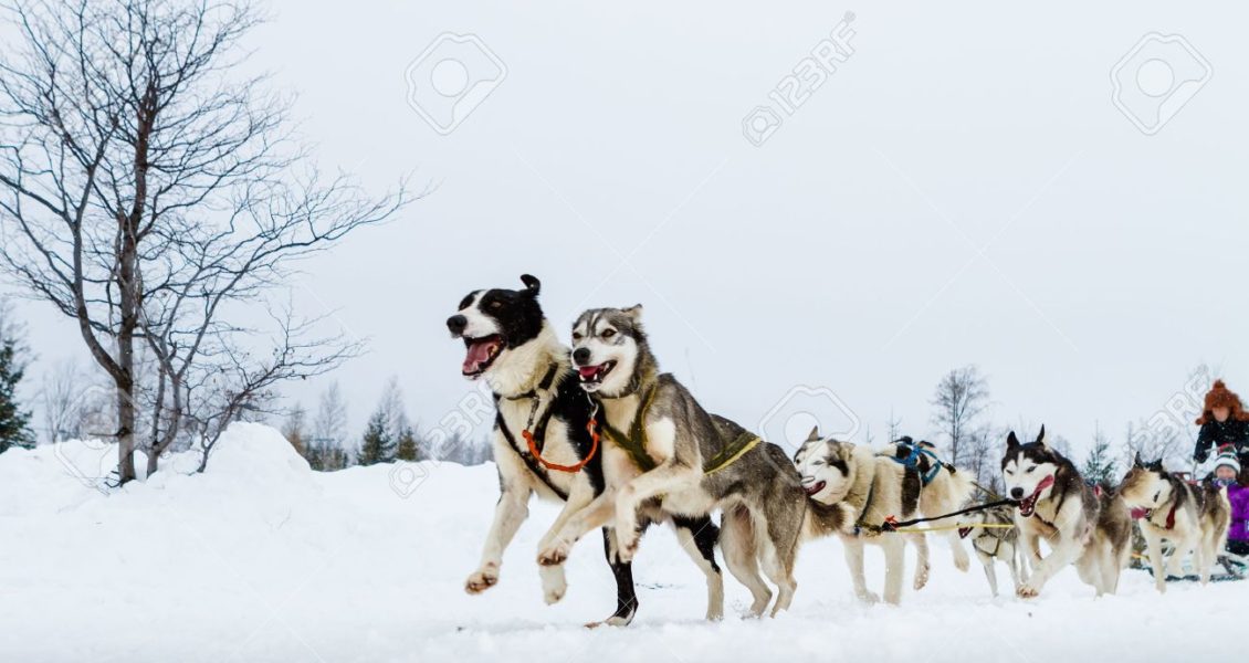 18233847-close-up-of-a-sled-dog-team-in-action- 18233847-close-up-of-a-sled-dog-team-in-action-